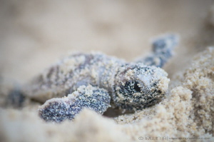 H E L L O . W O R L D  
Baby Hawksbill sea turtle (Eretm... by Irwin Ang 